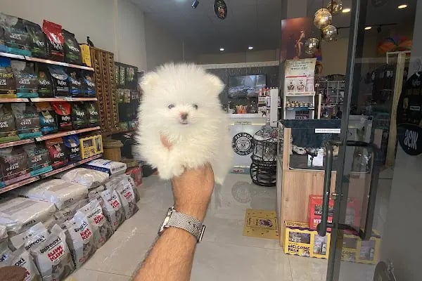 Petibör Pet Shop ve Kafe - Resim 3