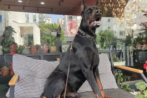 Petibör Pet Shop ve Kafe - Resim 20