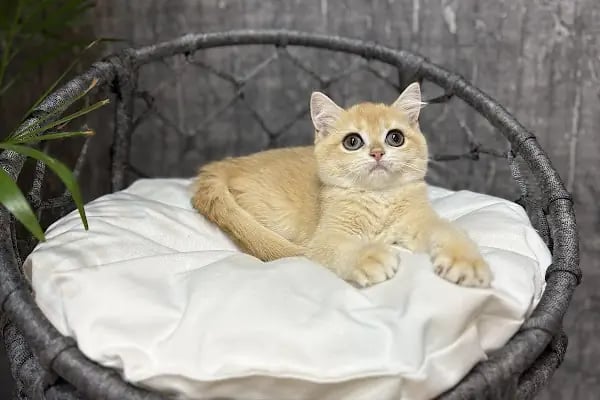 Petibör Pet Shop ve Kafe - Resim 6
