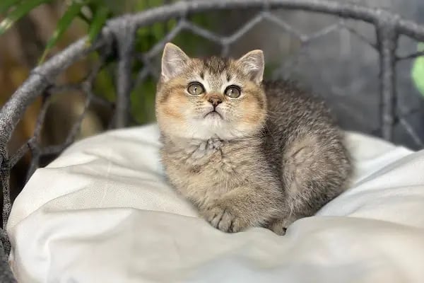 Petibör Pet Shop ve Kafe - Resim 4
