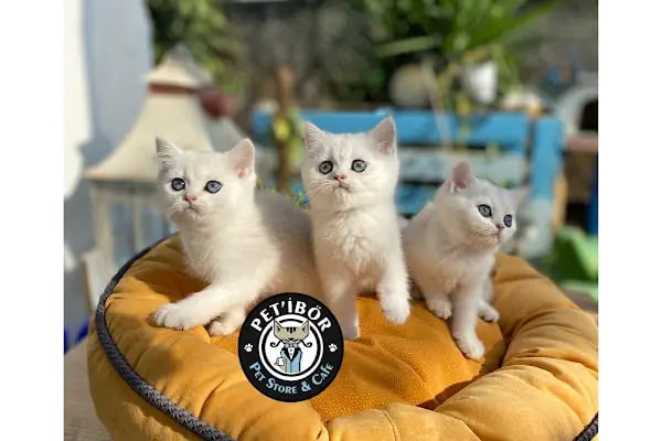 Petibör Pet Shop ve Kafe - Resim 14