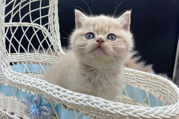 Petibör Pet Shop ve Kafe - Resim 15