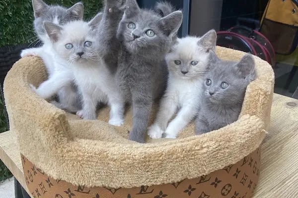 Petibör Pet Shop ve Kafe - Resim 7