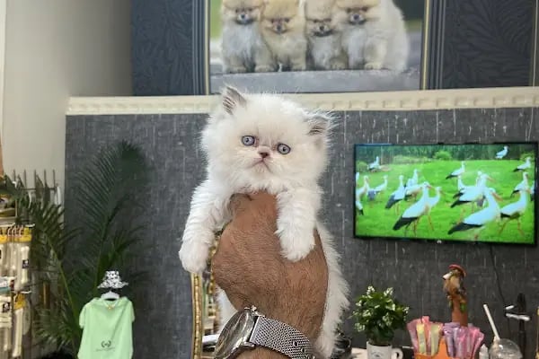 Petibör Pet Shop ve Kafe - Resim 8