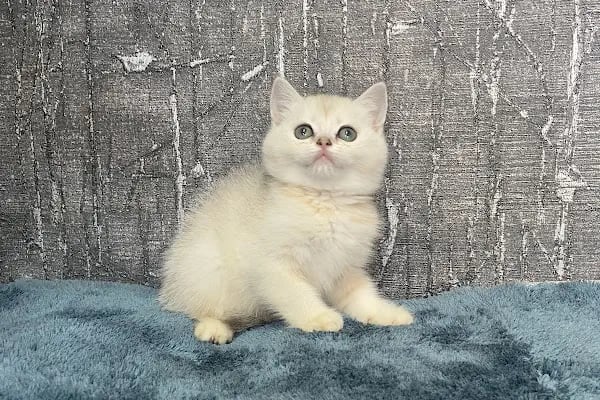 Petibör Pet Shop ve Kafe - Resim 16