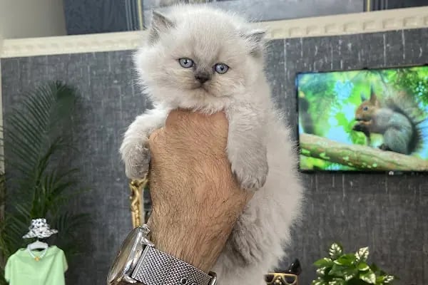 Petibör Pet Shop ve Kafe - Resim 5