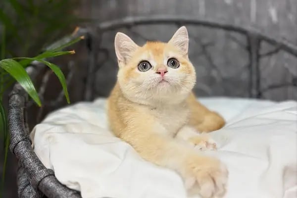 Petibör Pet Shop ve Kafe - Resim 10