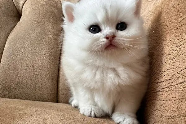Petibör Pet Shop ve Kafe - Resim 17