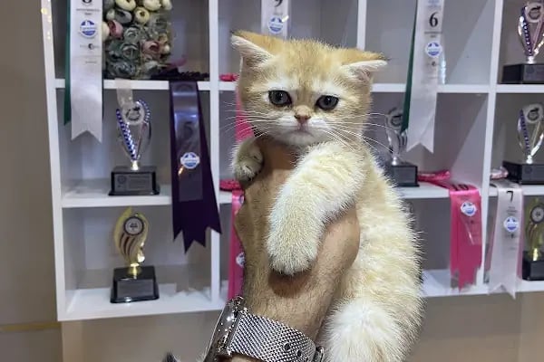 Petibör Pet Shop ve Kafe - Resim 11