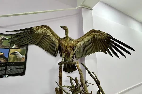 Ege Üniversitesi Tabiat Tarihi Müzesi - Resim 6