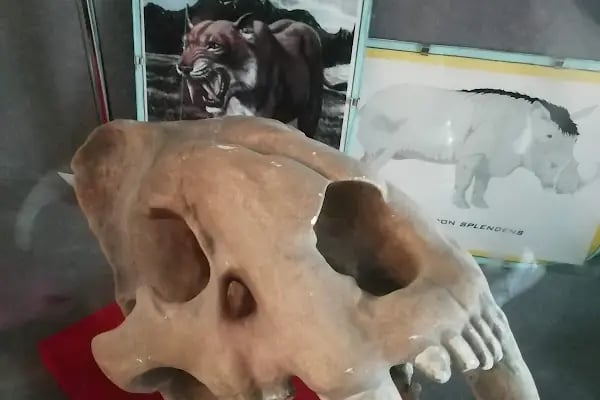 Ege Üniversitesi Tabiat Tarihi Müzesi - Resim 19