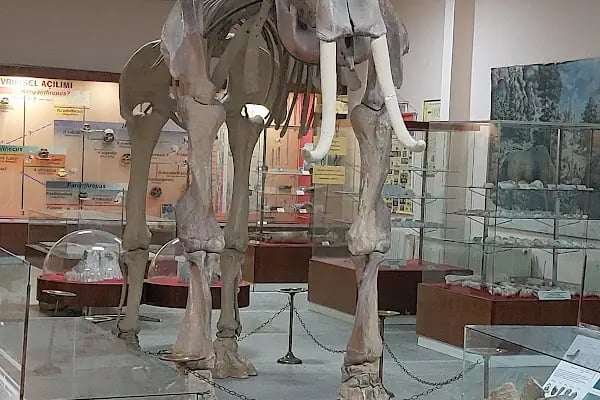 Ege Üniversitesi Tabiat Tarihi Müzesi - Resim 2