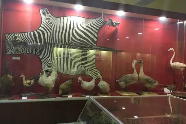 Ege Üniversitesi Tabiat Tarihi Müzesi - Resim 14