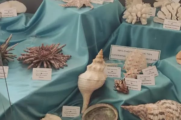 Ege Üniversitesi Tabiat Tarihi Müzesi - Resim 17