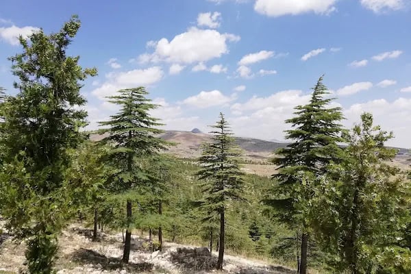 Akyokuş Tabiat Parkı - Resim 11