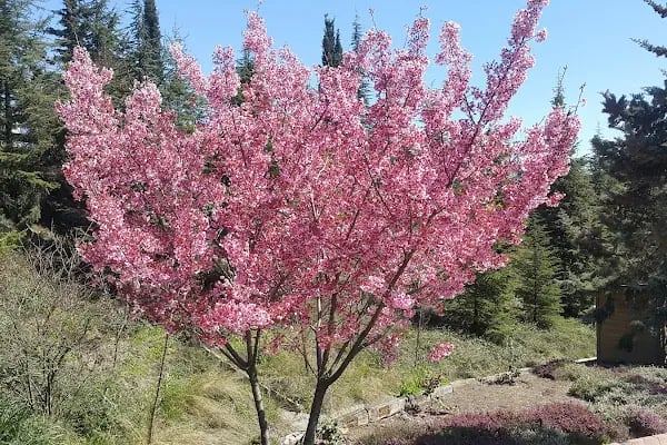 Nezahat Gökyiğit Botanik Bahçesi, Ertuğrul Adası - Resim 2