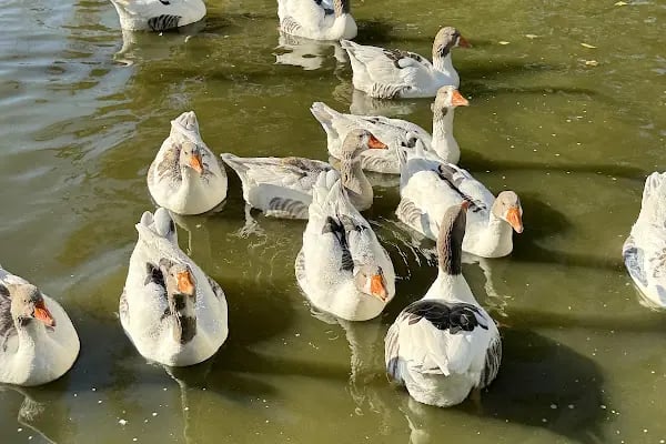 Nezahat Gökyiğit Botanik Bahçesi, Ertuğrul Adası - Resim 17