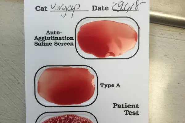 Ataşehir Veteriner Kliniği - Ataşehir 7/24 Veteriner - Acil Veteriner - Resim 12
