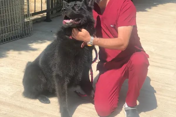 Ataşehir Veteriner Kliniği - Ataşehir 7/24 Veteriner - Acil Veteriner - Resim 7