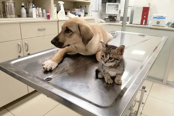 Ataşehir Veteriner Kliniği - Ataşehir 7/24 Veteriner - Acil Veteriner - Resim 6