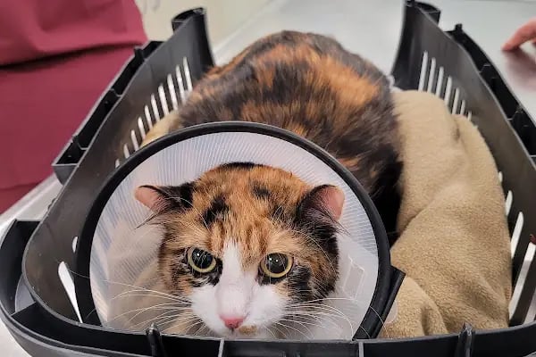 Ataşehir Veteriner Kliniği - Ataşehir 7/24 Veteriner - Acil Veteriner - Resim 5