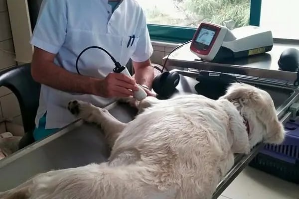 Ataşehir Veteriner Kliniği - Ataşehir 7/24 Veteriner - Acil Veteriner - Resim 10
