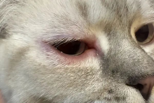 PETCLASS VETERİNER KLİNİĞİ - Resim 3