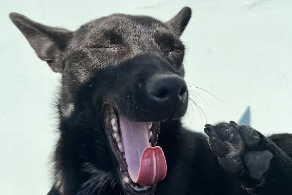 PETCLASS VETERİNER KLİNİĞİ - Resim 5