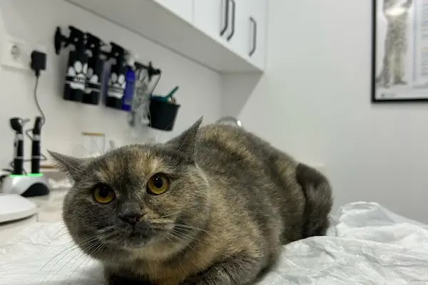 PETCLASS VETERİNER KLİNİĞİ - Resim 2