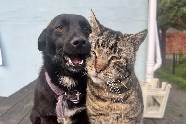 PETCLASS VETERİNER KLİNİĞİ - Resim 4