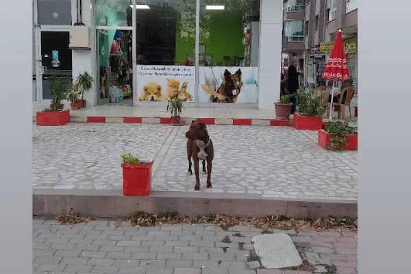 Pusula Veteriner Kliniği - Resim 20