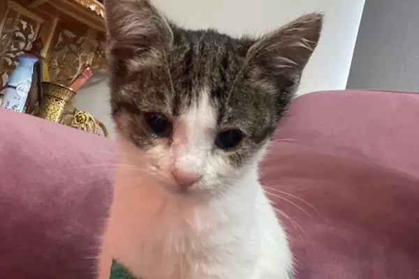 Petheart Sakarya 24 Saat Açık Acil Nöbetçi Veteriner Kliniği - Adapazarı - Resim 16