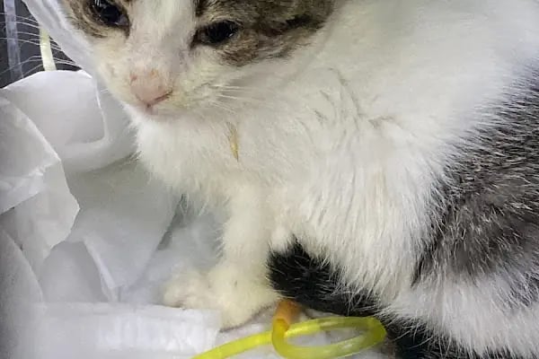 Petheart Sakarya 24 Saat Açık Acil Nöbetçi Veteriner Kliniği - Adapazarı - Resim 8