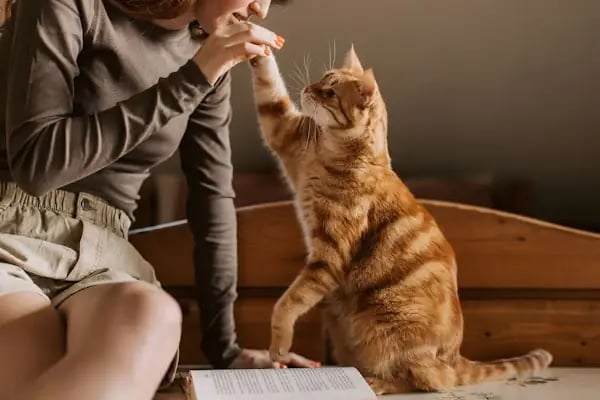 Petheart Sakarya 24 Saat Açık Acil Nöbetçi Veteriner Kliniği - Adapazarı - Resim 6