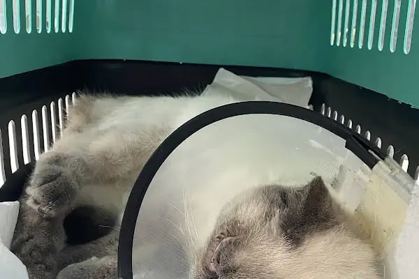 Petheart Sakarya 24 Saat Açık Acil Nöbetçi Veteriner Kliniği - Adapazarı - Resim 17