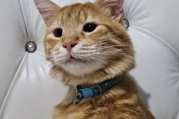 Petheart Sakarya 24 Saat Açık Acil Nöbetçi Veteriner Kliniği - Adapazarı - Resim 12