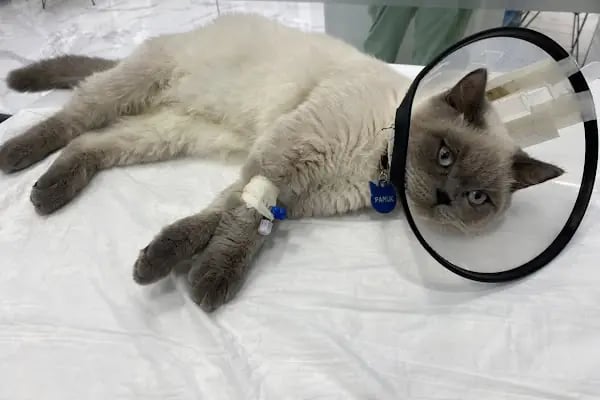 Petheart Sakarya 24 Saat Açık Acil Nöbetçi Veteriner Kliniği - Adapazarı - Resim 10