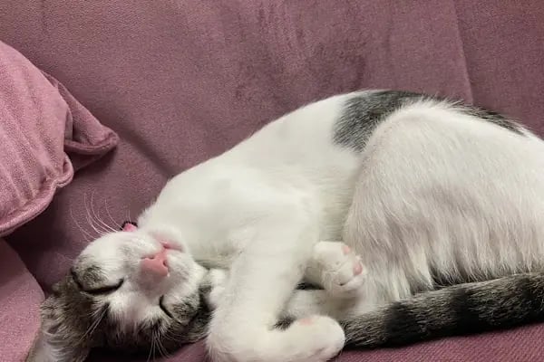 Petheart Sakarya 24 Saat Açık Acil Nöbetçi Veteriner Kliniği - Adapazarı - Resim 15