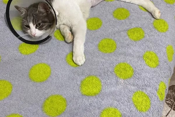 Petheart Sakarya 24 Saat Açık Acil Nöbetçi Veteriner Kliniği - Adapazarı - Resim 18