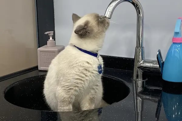 Petheart Sakarya 24 Saat Açık Acil Nöbetçi Veteriner Kliniği - Adapazarı - Resim 14