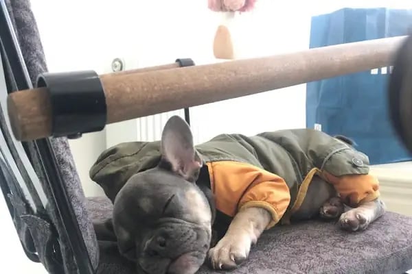 Petheart Sakarya 24 Saat Açık Acil Nöbetçi Veteriner Kliniği - Adapazarı - Resim 11