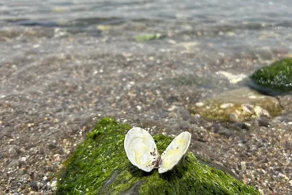 ılıca deresi inciraltı sahil köprüsü - Resim 19