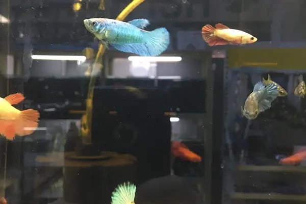 Global Pet Akvaryum - Resim 4