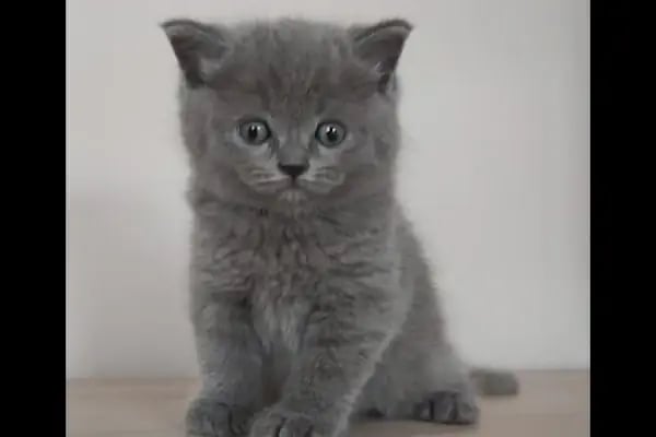 Global Pet Akvaryum - Resim 5