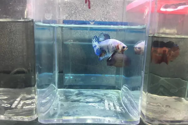 Global Pet Akvaryum - Resim 12