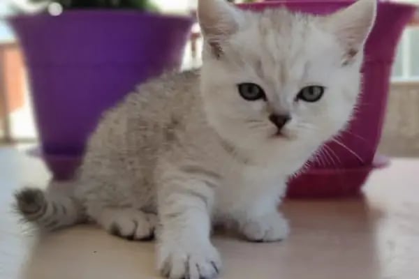 Global Pet Akvaryum - Resim 20