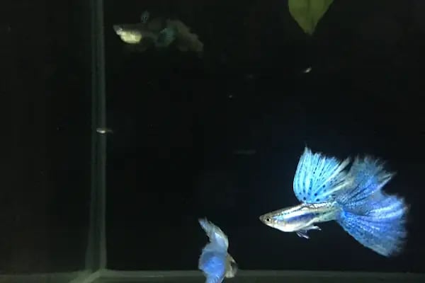 Global Pet Akvaryum - Resim 16