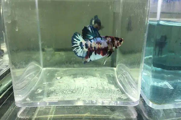Global Pet Akvaryum - Resim 1