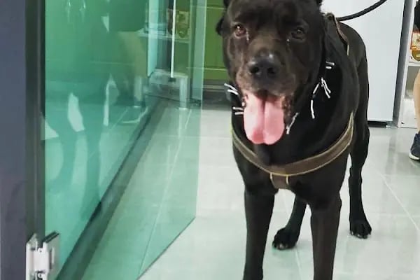 daphne veteriner kliniği - Resim 19