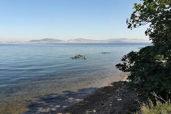 KindyROO & BabyROO Beylikdüzü - Resim 7